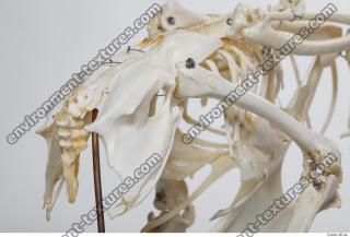 Photo Textures of Hen Skeleton